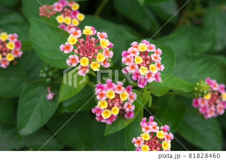 ランタナの複色花【緑背景】 81828460