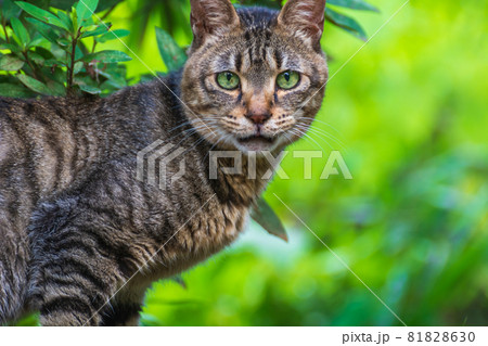 こちらを見る仔猫 こちらを見る仔猫 81828630