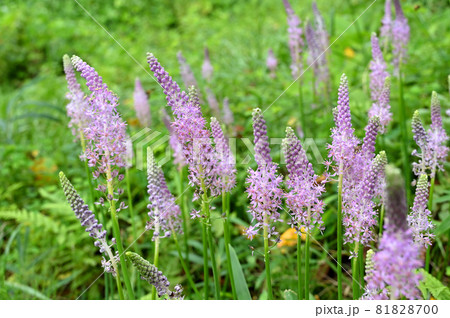 植物:ツルボ キジカクシ科 植物:ツルボ キジカクシ科 81828700