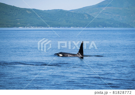 北海道羅臼沖のシャチと知床半島羅臼の街 81828772