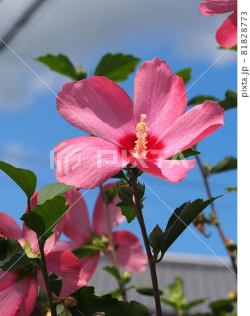 青空と日差しを浴びたピンクのムクゲ 青空と日差しを浴びたピンクのムクゲ 81828773