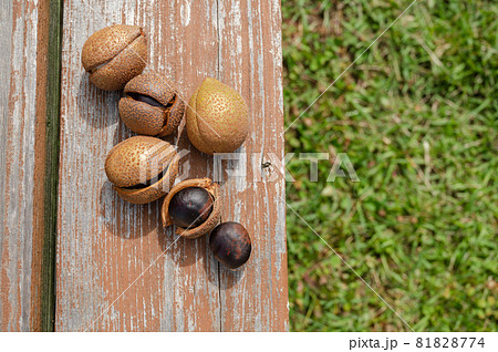 栃の木の実 81828774