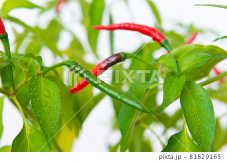 Red and green hot chili peppers Red and green hot chili peppers 81829165
