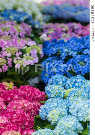 色とりどりの紫陽花 81829190