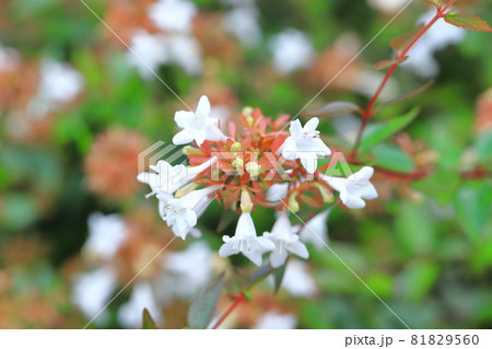アベリアの花 アベリアの花 81829560