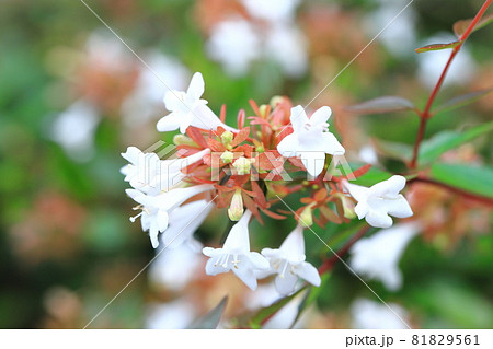 アベリアの花 81829561