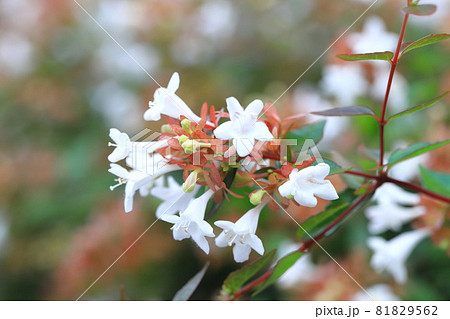 アベリアの花 81829562