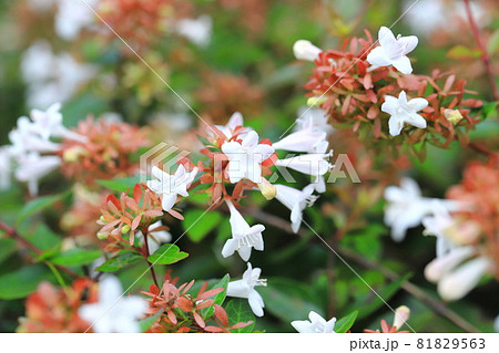 アベリアの花 アベリアの花 81829563