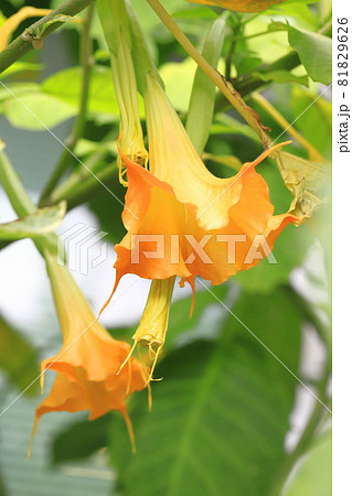 エンジェルストランペットの花(木立朝鮮朝顔) エンジェルストランペットの花(木立朝鮮朝顔) 81829626