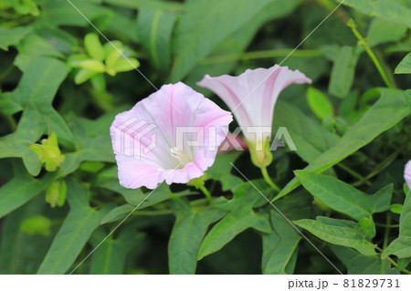 ピンク色の昼顔(ヒルガオ)の花 ピンク色の昼顔(ヒルガオ)の花 81829731