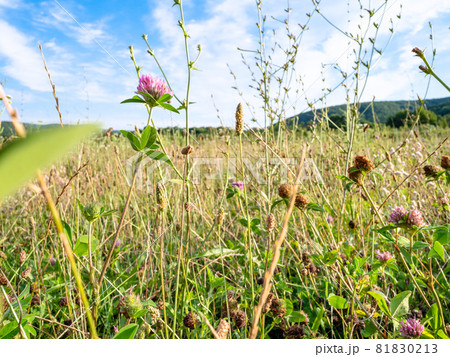natural background - bottom view of pink clover close-up on meadow at summer sunset in the Caucasus (in Kuban region of Krasnodar Krai of Russia) natural background - bottom view of pink clover close-up on meadow at summer sunset in the Caucasus (in Kuban region of Krasnodar Krai of Russia) 81830213