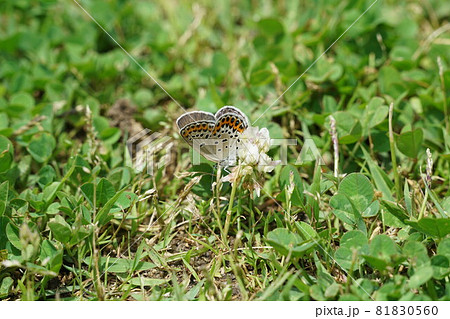 シロツメクサの蜜を吸うミヤマシジミの雌 シロツメクサの蜜を吸うミヤマシジミの雌 81830560