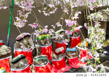 京都 紫雲山頂法寺 六角堂のマスク姿のお地蔵さんと桜 81831649