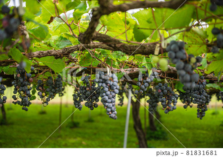 赤ワイン用のぶどう畑 81831681