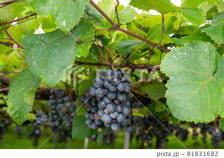 赤ワイン用のぶどう畑 81831682