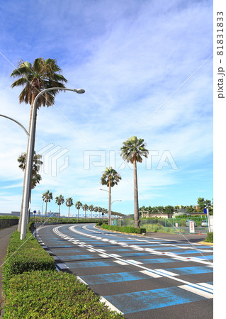 ヤシの木のある風景　千葉県浦安市舞浜 81831833