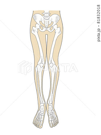 下半身の骨格の歪みのイラスト素材 8118