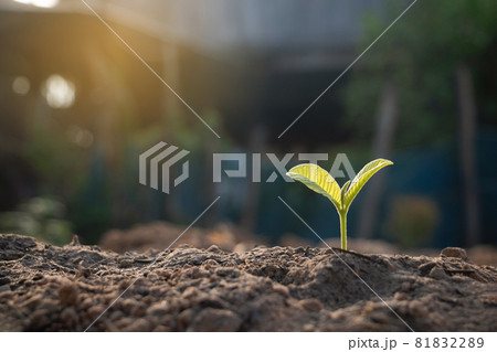 Growing plant and fertilizer.Young plant in the morning light on ground background, New life concept.Small plants on the ground in spring.fresh,seed,Photo fresh and Agriculture concept idea. Growing plant and fertilizer.Young plant in the morning light on ground background, New life concept.Small plants on the ground in spring.fresh,seed,Photo fresh and Agriculture concept idea. 81832289