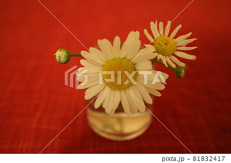 野の花を飾る 81832417