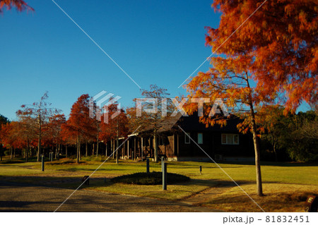 紅葉のキャンプ場　コテージ　晴天　赤穂海浜公園 81832451
