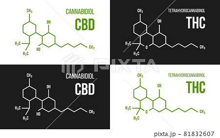 THC and CBD molecular structure illustrations set. Cannabinol and Tetrahydrocannabinol chemistry cannabis formula 81832607