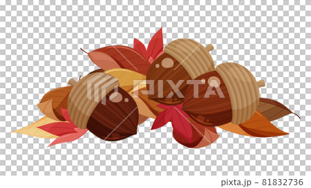 落ち葉の上に転がったどんぐりのイラスト 81832736