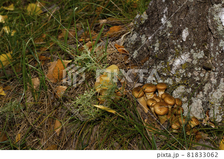 Honey mushrooms grow on a stump in the forest near the city. Environmental protection concept. Honey mushrooms grow on a stump in the forest near the city. Environmental protection concept. 81833062