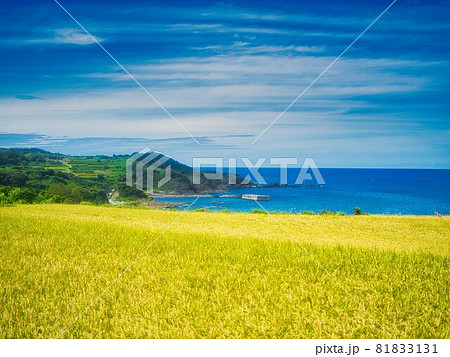 稲と海と青空 81833131