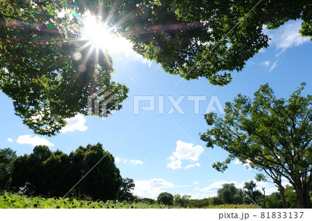 夏の終わりの日差し 夏の終わりの日差し 81833137