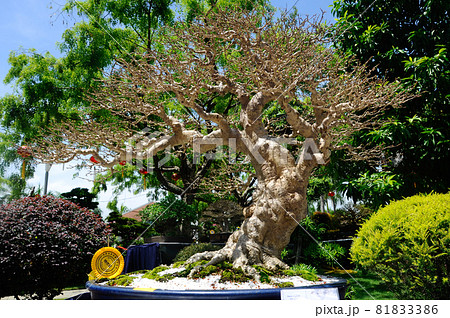 PUTRAJAYA, MALAYSIA -MAY 30, 2016: Bonsai tree display for public in Royal Floria Putrajaya garden in Putrajaya, Malaysia. PUTRAJAYA, MALAYSIA -MAY 30, 2016: Bonsai tree display for public in Royal Floria Putrajaya garden in Putrajaya, Malaysia. 81833386