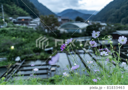 コスモス咲く田舎の風景 81833463