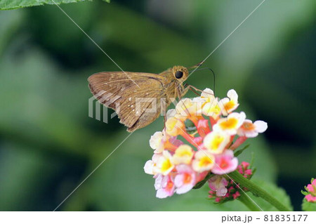 ランタナの花に留まるチャバネセセリ ランタナの花に留まるチャバネセセリ 81835177