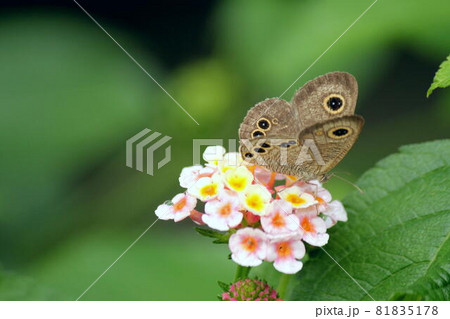ランタナの花に留まるウラナミジャノメ ランタナの花に留まるウラナミジャノメ 81835178