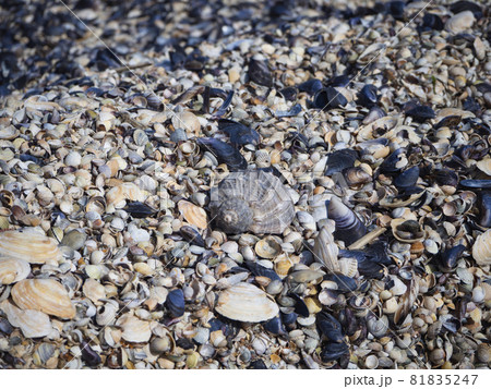 A large rapana shell lies on a pile of colorful small shells on the sea beach. Focus on the center. Natural summer background. A large rapana shell lies on a pile of colorful small shells on the sea beach. Focus on the center. Natural summer background. 81835247