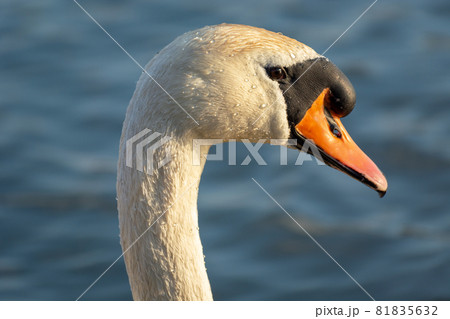 Mute swan, close-up on the head and beak 81835632
