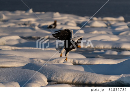 羅臼のオオワシ 81835785