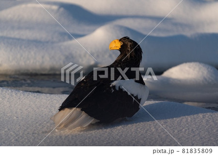 羅臼のオオワシ 81835809