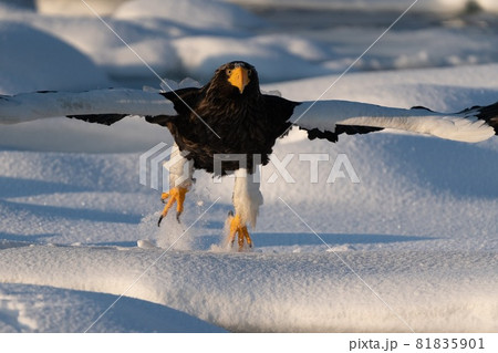 羅臼のオオワシ 羅臼のオオワシ 81835901