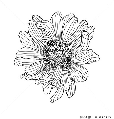 Hand drawn sketch of Zinnia flower head isolated on white background. Vector illustration. Element for design in line art style for greeting card, wedding invitation, coloring book. Hand drawn sketch of Zinnia flower head isolated on white background. Vector illustration. Element for design in line art style for greeting card, wedding invitation, coloring book. 81837315