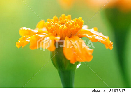 雨のしずくにぬれたマリーゴールドの花 81838474