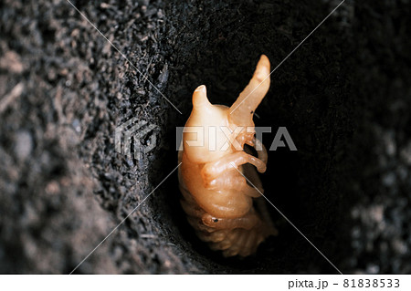 穴の中にいるカブトムシのサナギ 穴の中にいるカブトムシのサナギ 81838533