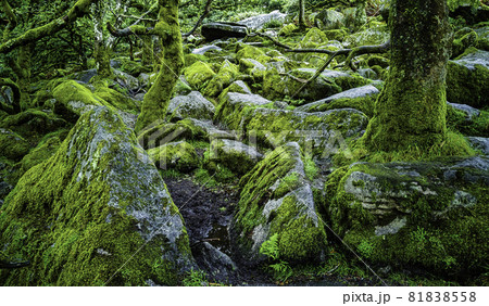 Wistman's Wood - mystic oakwood on Dartmoor, Devon, United Kingdom Wistman's Wood - mystic oakwood on Dartmoor, Devon, United Kingdom 81838558