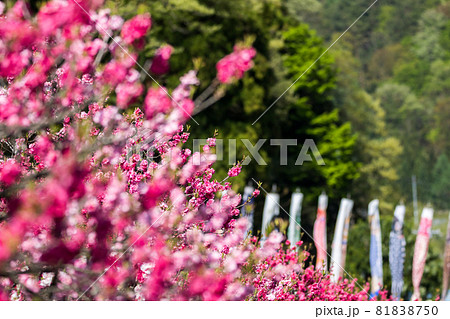 【花桃の里】満開の花桃とこいのぼり 81838750