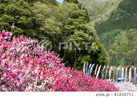 【花桃の里】満開の花桃とこいのぼり 【花桃の里】満開の花桃とこいのぼり 81838751