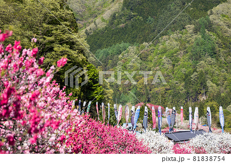 【花桃の里】満開の花桃とこいのぼり 【花桃の里】満開の花桃とこいのぼり 81838754