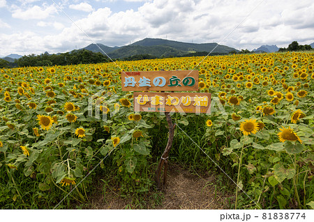 丹生湖 ひまわり畑 81838774