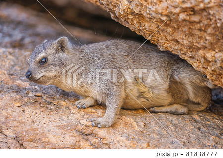 ケープハイラックス ケープハイラックス 81838777