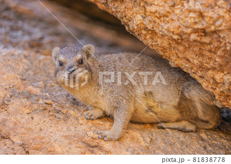 ケープハイラックス 81838778