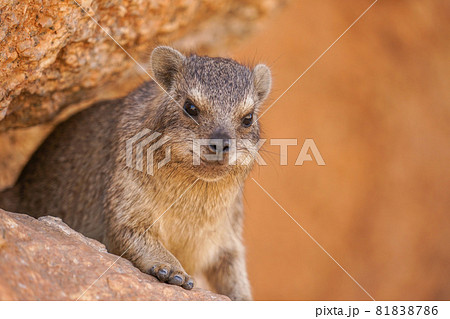 ケープハイラックス 81838786