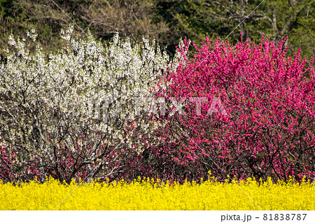 【花桃の里】満開の花桃と景色 81838787